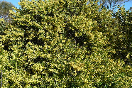 Acacia longifolia ssp. sophorae p Denzel Murfet Port Elliot